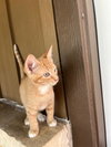 Cheeto - Photo 3
