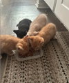 Cheeto - Photo 4