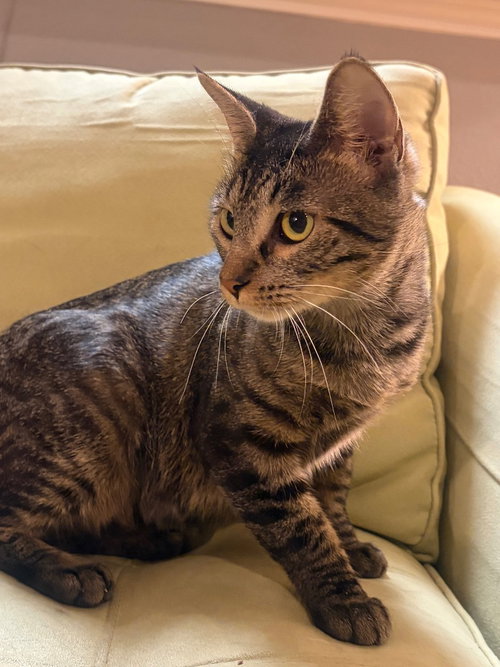 Miss Spock, an adoptable Tabby in San Antonio, TX
