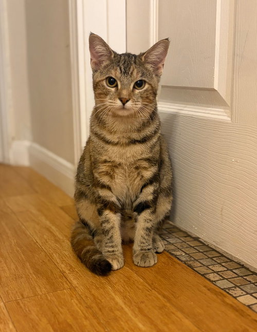 Madeline, an adoptable Domestic Short Hair in San Antonio, TX
