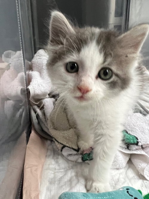 Stevie Nicks, an adoptable Domestic Medium Hair in San Antonio, TX