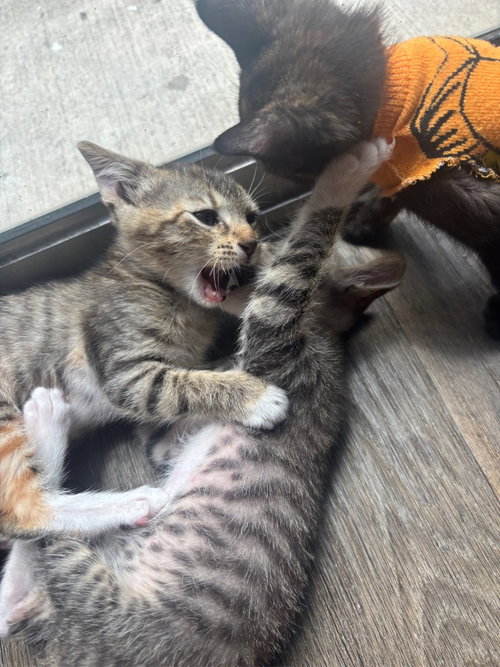 CLAUDETTE - Domestic Short Hair available for adoption
