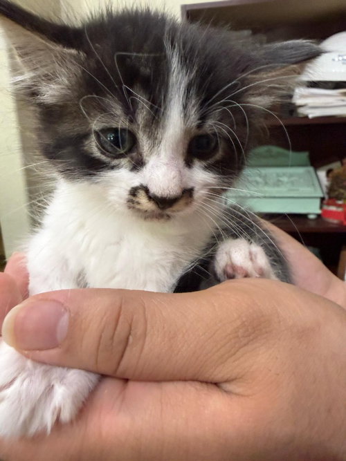 COOKIE - Tabby available for adoption