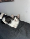 Cookie - Photo 2