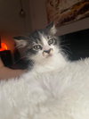 Cookie - Photo 3