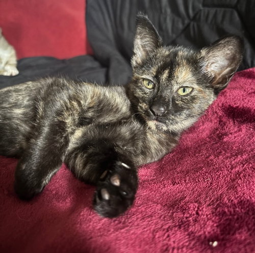 Cue, an adoptable Domestic Short Hair in San Antonio, TX