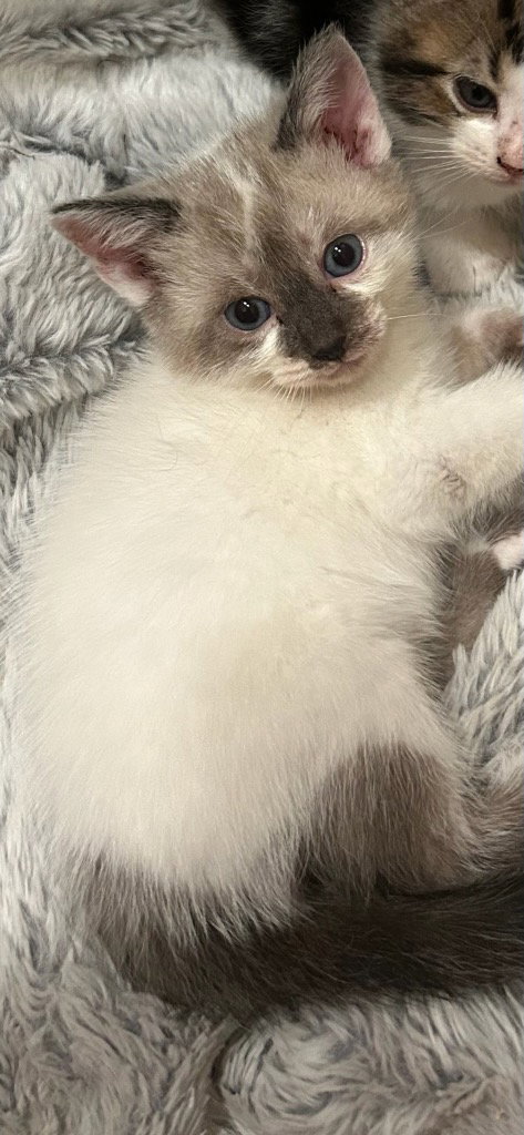 Mimi, an adoptable Siamese in San Antonio, TX