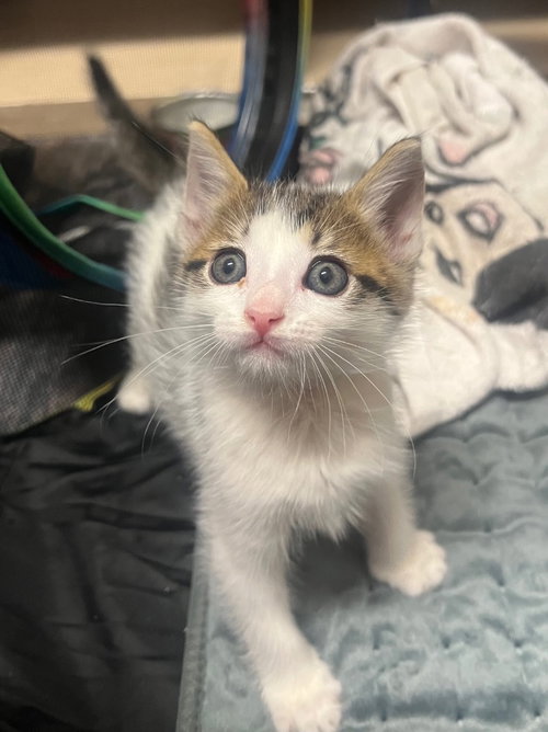 Fleetwood Mac, an adoptable Tabby in San Antonio, TX