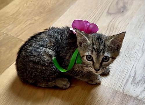 Purrcilla Purrsley, an adoptable Domestic Short Hair in San Antonio, TX