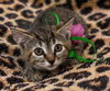 Purrcilla Purrsley - Photo 2