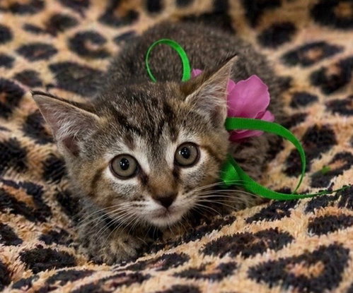 PURRCILLA PURRSLEY - Domestic Short Hair available for adoption