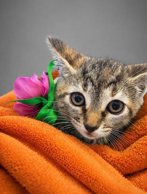 Purrcilla Purrsley photo 3