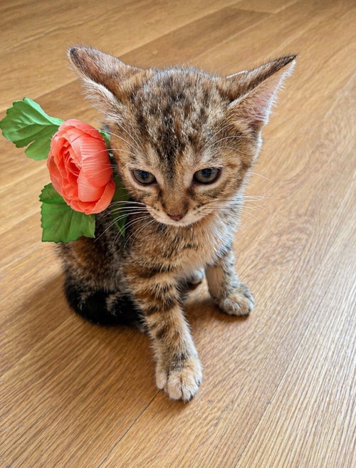Purris Hilton, an adoptable Domestic Short Hair in San Antonio, TX