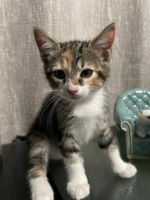 Carey, an adoptable Tabby in San Antonio, TX