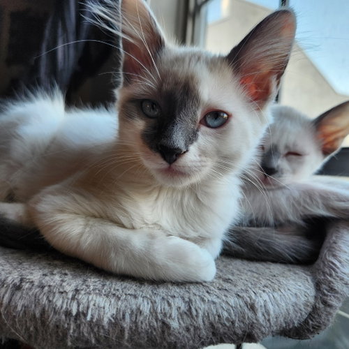 Posey, an adoptable Siamese in San Antonio, TX