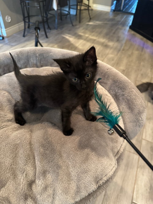 Binx