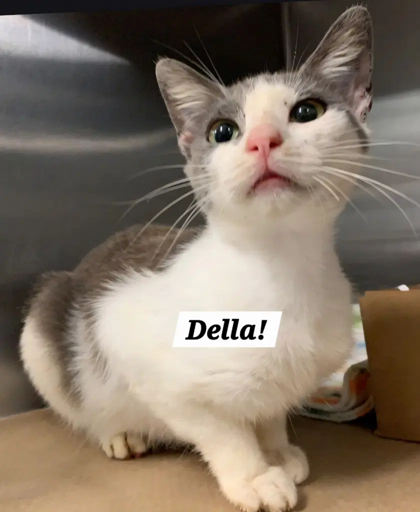 Della - Domestic Short Hair