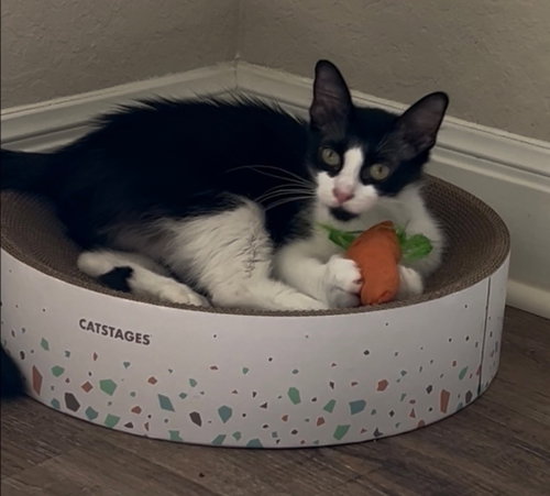 Janice, an adoptable Domestic Long Hair in San Antonio, TX