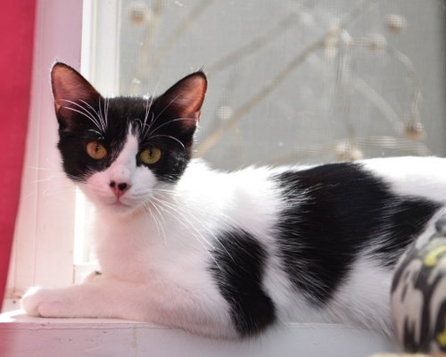Photo 3 of Dotty