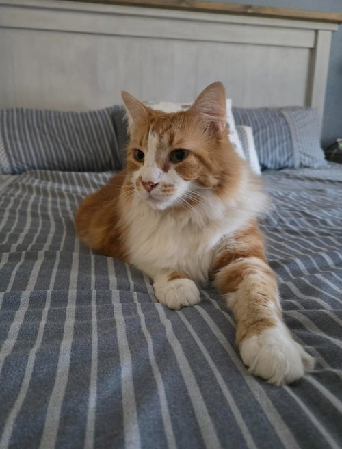 Garfield CL