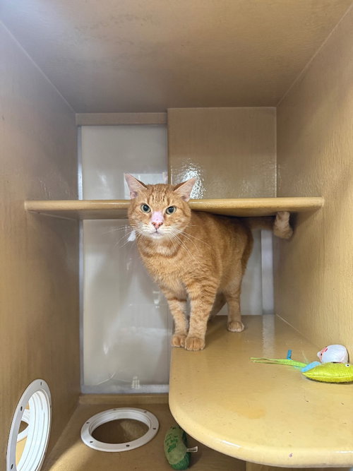 Orion, Adult Tabby, cat for adoption in San Marcos, Texas