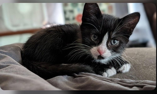 Mr Spicy, an adoptable American Shorthair in San Antonio, TX