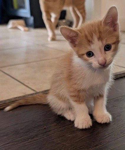 Chuck Meowris