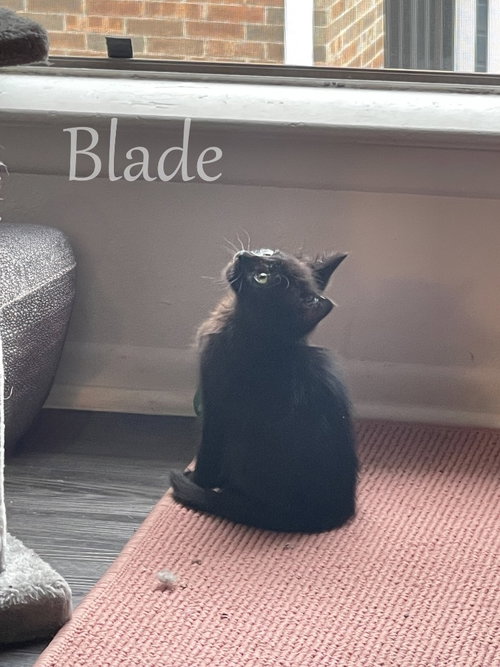 Blade