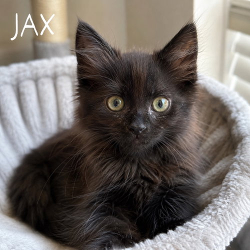 Jax