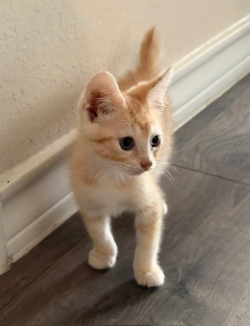 Roo