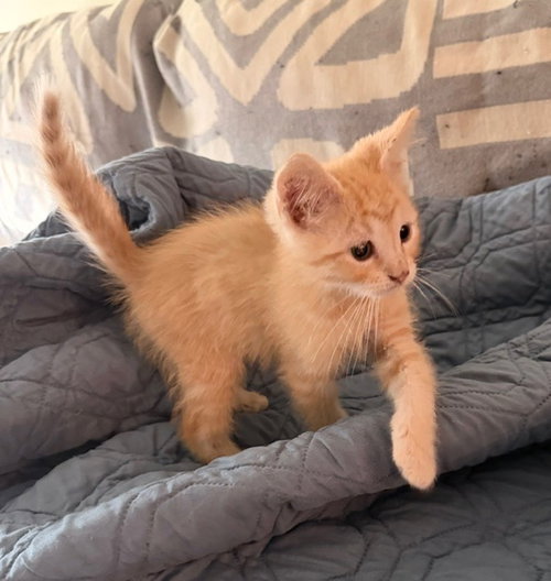 Suki