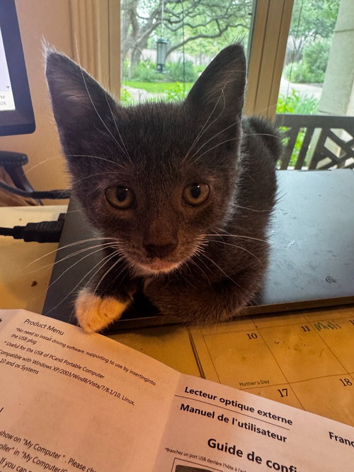 DK, Baby Domestic Short Hair / Mixed, cat for adoption in San Marcos, Texas