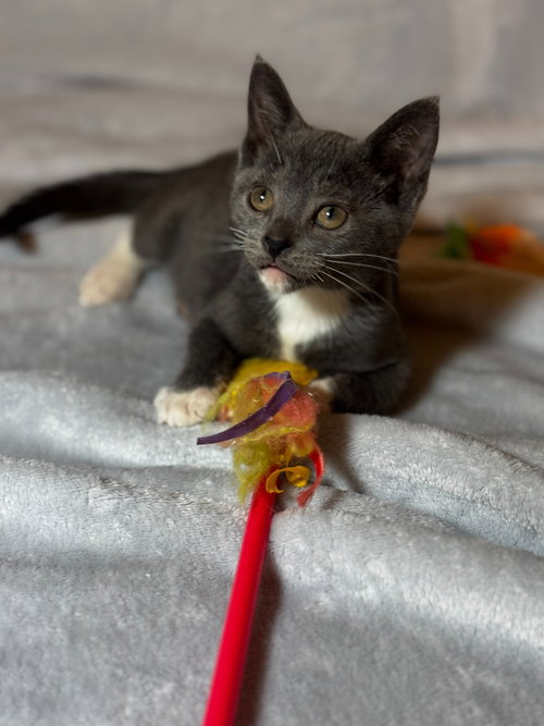 Birch, Baby Domestic Short Hair / Mixed, cat for adoption in San Marcos, Texas