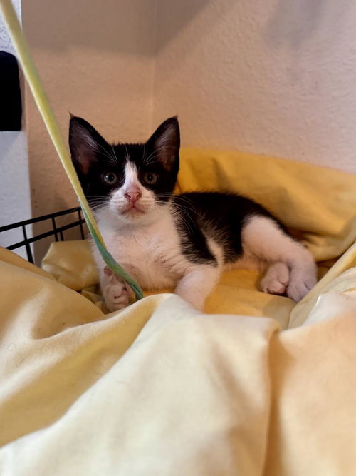 Moo Moo, Baby Domestic Short Hair / Mixed, cat for adoption in San Marcos, Texas