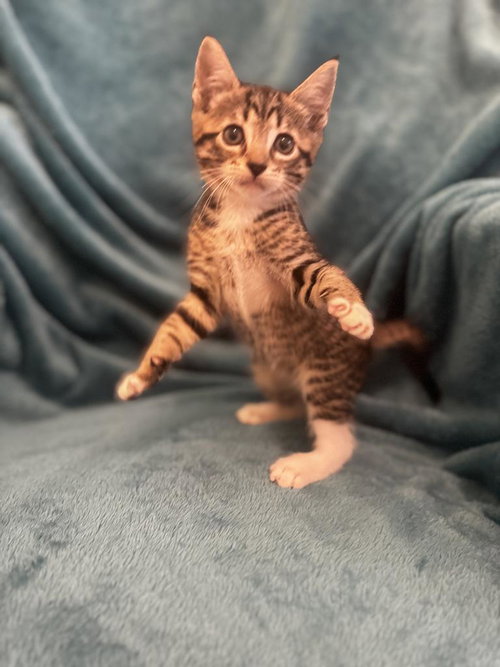 Pine, an adoptable Tabby in San Antonio, TX