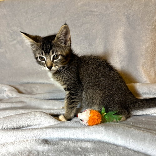 Mesquite, Baby Tabby, cat for adoption in San Marcos, Texas
