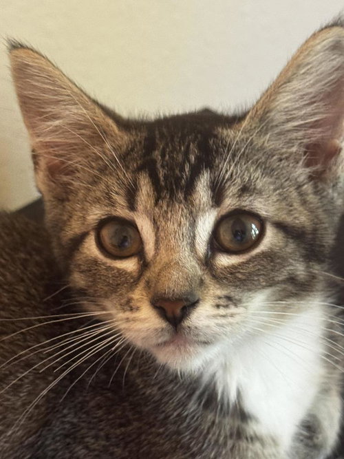 Mesquite, an adoptable Tabby in San Antonio, TX