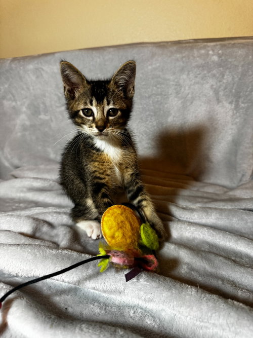 Hickory, Baby Tabby, cat for adoption in San Marcos, Texas