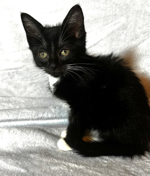 Echo, Baby Domestic Short Hair, cat for adoption in San Marcos, Texas
