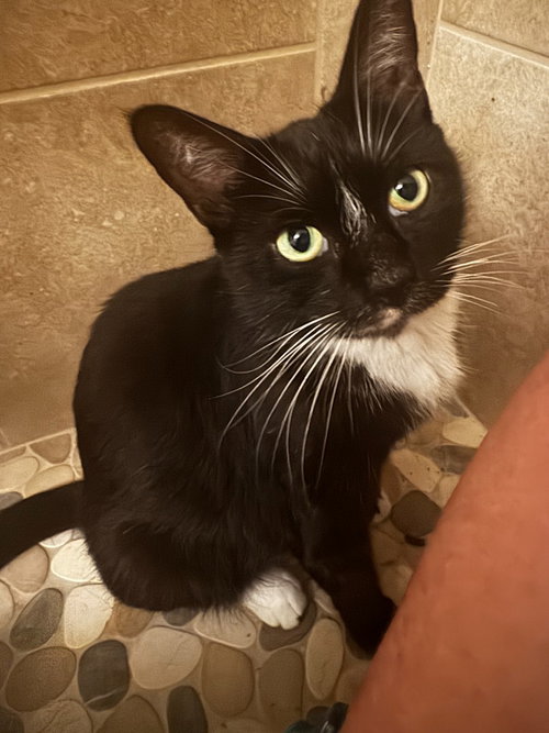 Nyxie