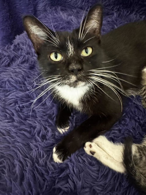 Nyxie, Young Domestic Short Hair, cat for adoption in San Marcos, Texas