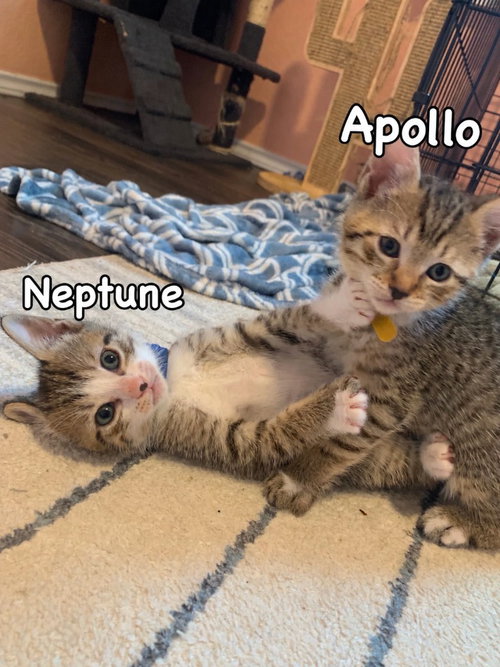 Photo 2 of Neptune