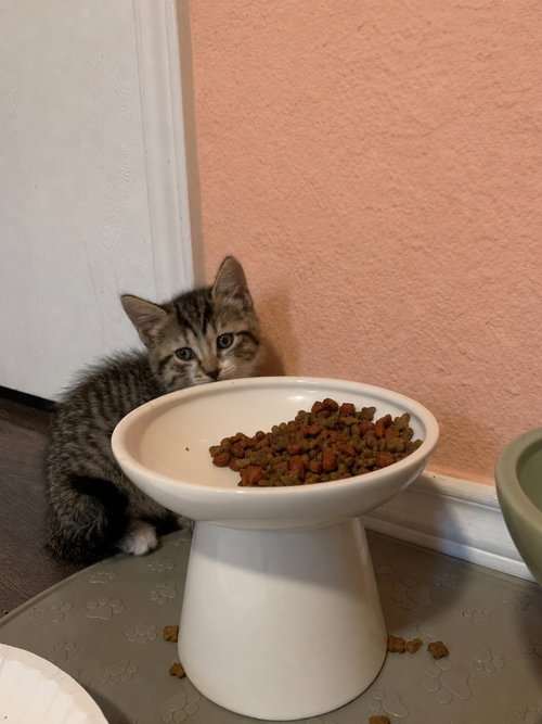 Photo 2 of Comet