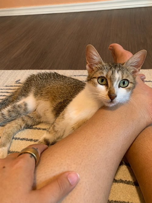 Photo 3 of Nova