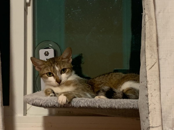 Nova