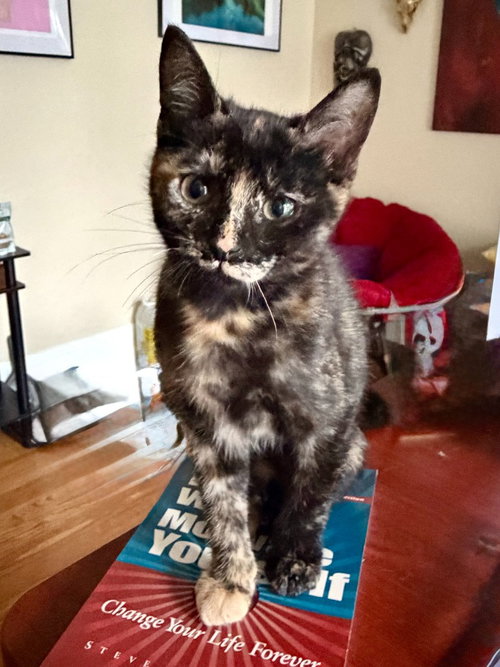 Hazel