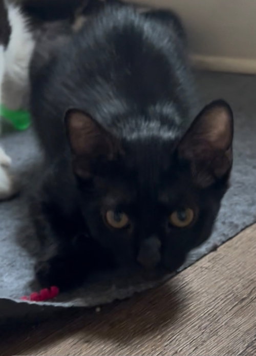 Jet