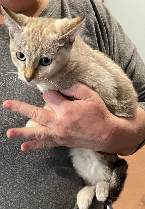 Sage, Baby Tabby, cat for adoption in San Marcos, Texas