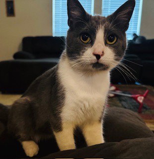 Loki