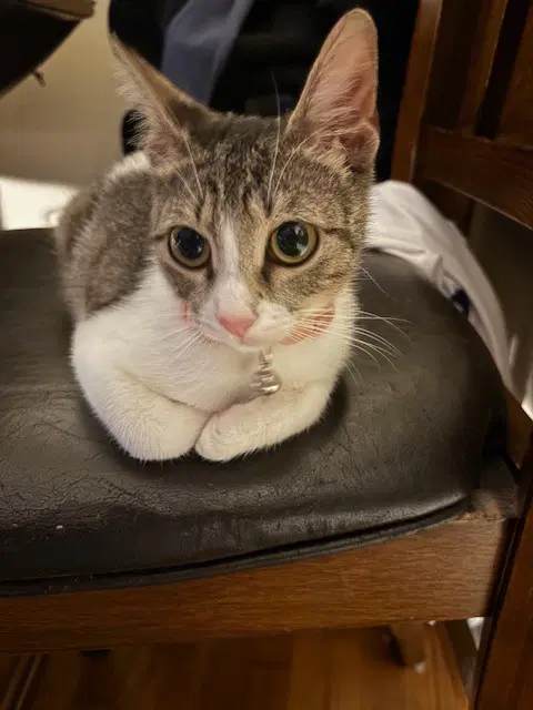 Suzy - Tabby
